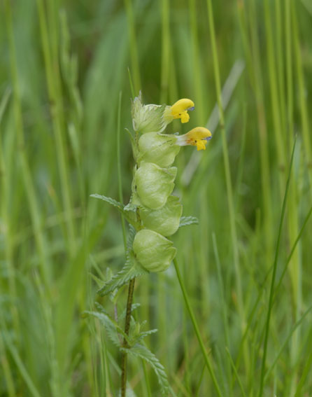 Yellow-rattle