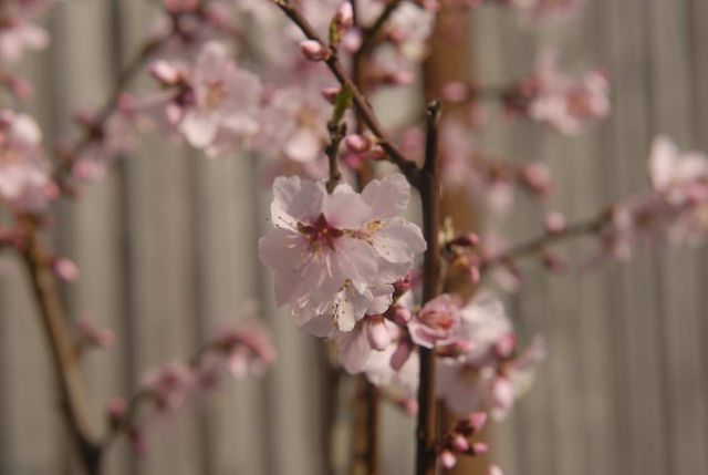 Almond blossom1