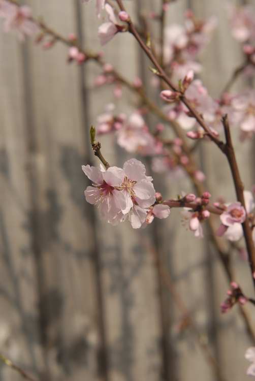 Almond blossom2