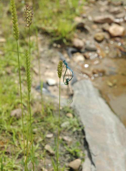 Damselflies mating by the pond