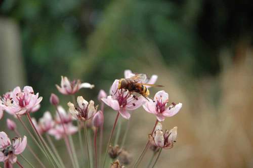 Hornet mimic hoverfly