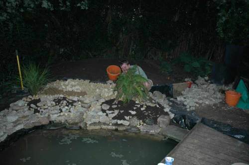 Planting pondside fern in the dark