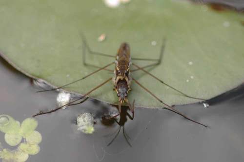 Pond skaters having fun