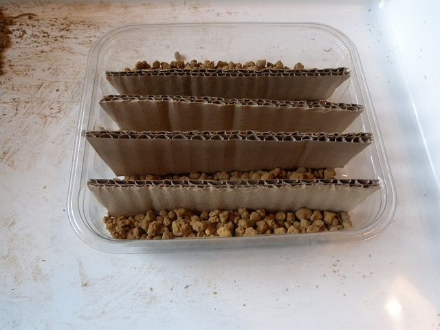 Cardboard seed sowing 3 - cardboard